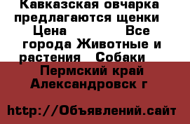 Кавказская овчарка -предлагаются щенки › Цена ­ 20 000 - Все города Животные и растения » Собаки   . Пермский край,Александровск г.